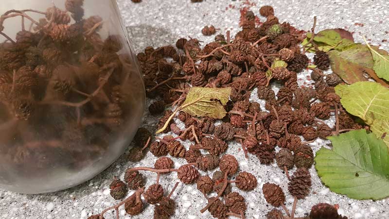 Alder cones