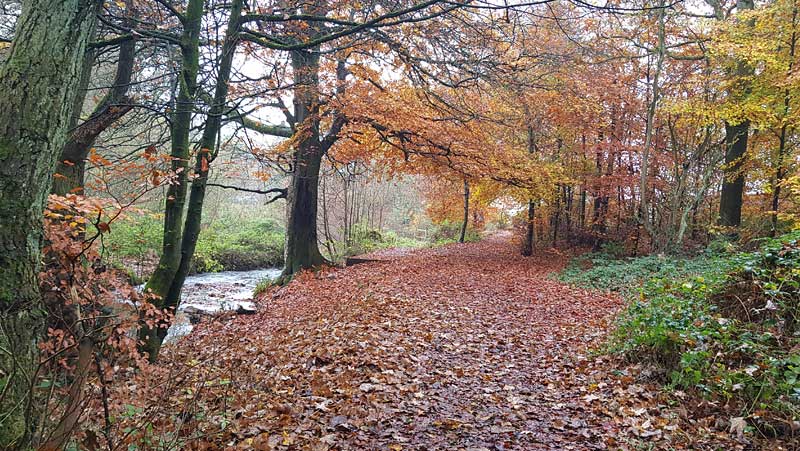 Beech wood